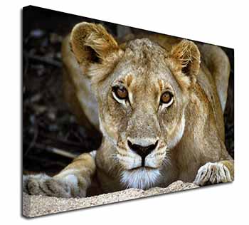 Lioness Canvas X-Large 30"x20" Wall Art Print