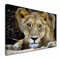 Lioness Canvas X-Large 30"x20" Wall Art Print