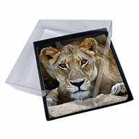 4x Lioness Picture Table Coasters Set in Gift Box