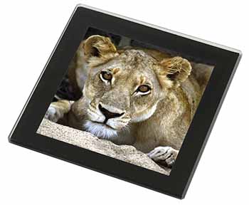 Lioness Black Rim High Quality Glass Coaster