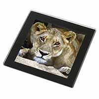 Lioness Black Rim High Quality Glass Coaster