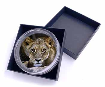 Lioness Glass Paperweight in Gift Box