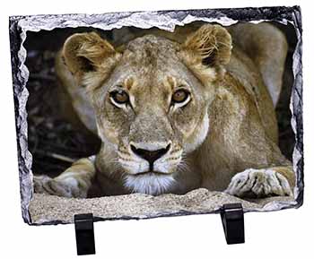 Lioness, Stunning Photo Slate