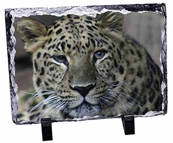Leopard, Stunning Photo Slate