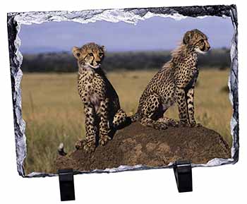 Cheetahs on Watch, Stunning Photo Slate