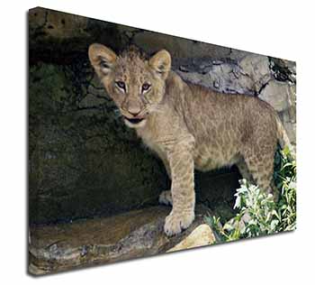 Lion Cub Canvas X-Large 30"x20" Wall Art Print