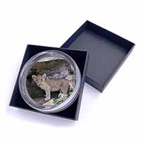 Lion Cub Glass Paperweight in Gift Box