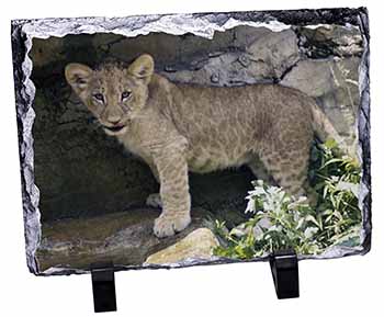 Lion Cub, Stunning Photo Slate
