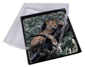 4x Lioness in Tree Picture Table Coasters Set in Gift Box