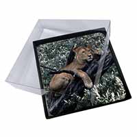 4x Lioness in Tree Picture Table Coasters Set in Gift Box