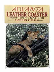 Lioness in Tree Single Leather Photo Coaster