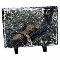 Lioness in Tree, Stunning Photo Slate
