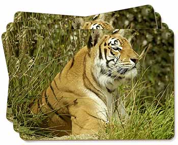 Bengal Tiger Picture Placemats in Gift Box