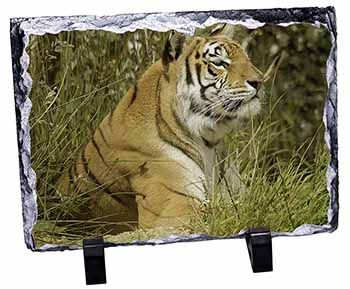 Bengal Tiger, Stunning Photo Slate