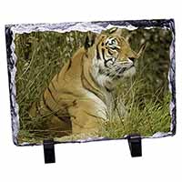 Bengal Tiger, Stunning Photo Slate