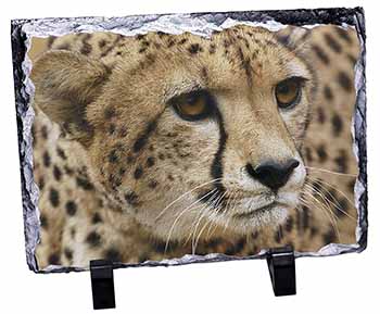 Cheetah, Stunning Photo Slate