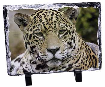 Leopard, Stunning Photo Slate