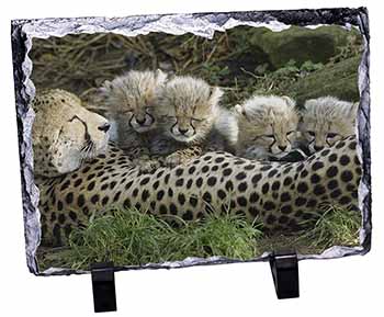 Cheetah and Newborn Babies, Stunning Photo Slate