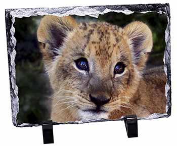 Cute Lion Cub, Stunning Photo Slate