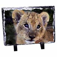 Cute Lion Cub, Stunning Photo Slate