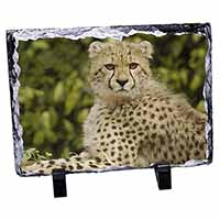 Cheetah, Stunning Animal Photo Slate