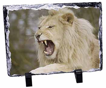 Roaring White Lion, Stunning Photo Slate