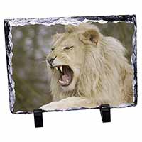 Roaring White Lion, Stunning Photo Slate