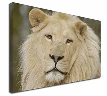 Gorgeous White Lion Canvas X-Large 30"x20" Wall Art Print