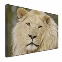 Gorgeous White Lion Canvas X-Large 30"x20" Wall Art Print