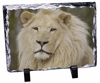 Gorgeous White Lion, Stunning Photo Slate