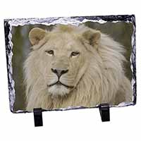 Gorgeous White Lion, Stunning Photo Slate