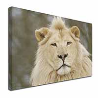 White Lion Canvas X-Large 30"x20" Wall Art Print