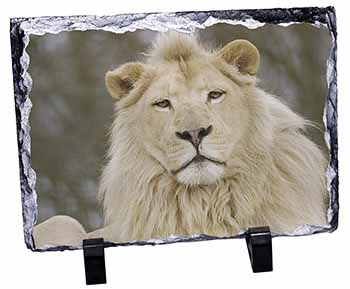 White Lion, Stunning Photo Slate