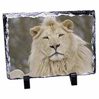 White Lion, Stunning Photo Slate