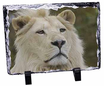 White Lion, Stunning Photo Slate