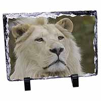 White Lion, Stunning Photo Slate