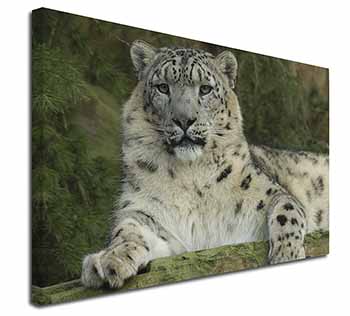Beautiful Snow Leopard Canvas X-Large 30"x20" Wall Art Print