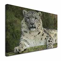 Beautiful Snow Leopard Canvas X-Large 30"x20" Wall Art Print