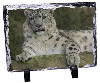 Beautiful Snow Leopard, Stunning Photo Slate