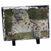 Beautiful Snow Leopard, Stunning Animal Photo Slate
