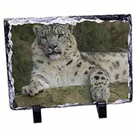 Beautiful Snow Leopard, Stunning Photo Slate