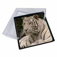 4x White Tiger Picture Table Coasters Set in Gift Box