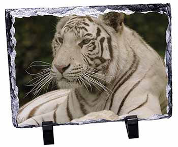 White Tiger, Stunning Photo Slate