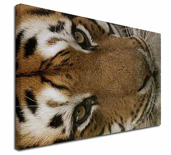 Face of a Bengal Tiger Canvas X-Large 30"x20" Wall Art Print
