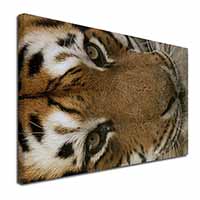 Face of a Bengal Tiger Canvas X-Large 30"x20" Wall Art Print