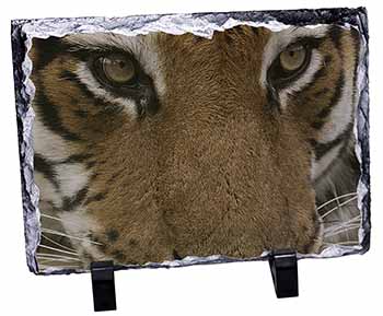 Face of a Bengal Tiger, Stunning Photo Slate