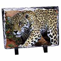 Jaguar, Stunning Animal Photo Slate