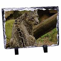 Gorgeous Snow Leopard, Stunning Photo Slate