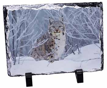 Wild Lynx in Snow, Stunning Photo Slate