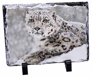 Snow Fall Leopard, Stunning Photo Slate